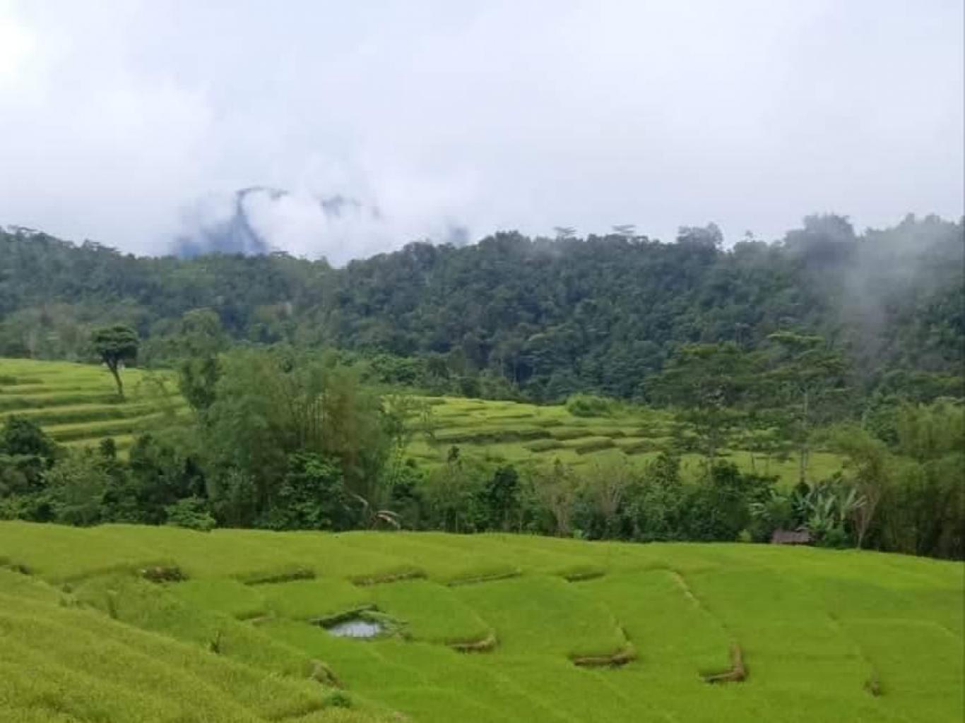 Rice Field Trekking