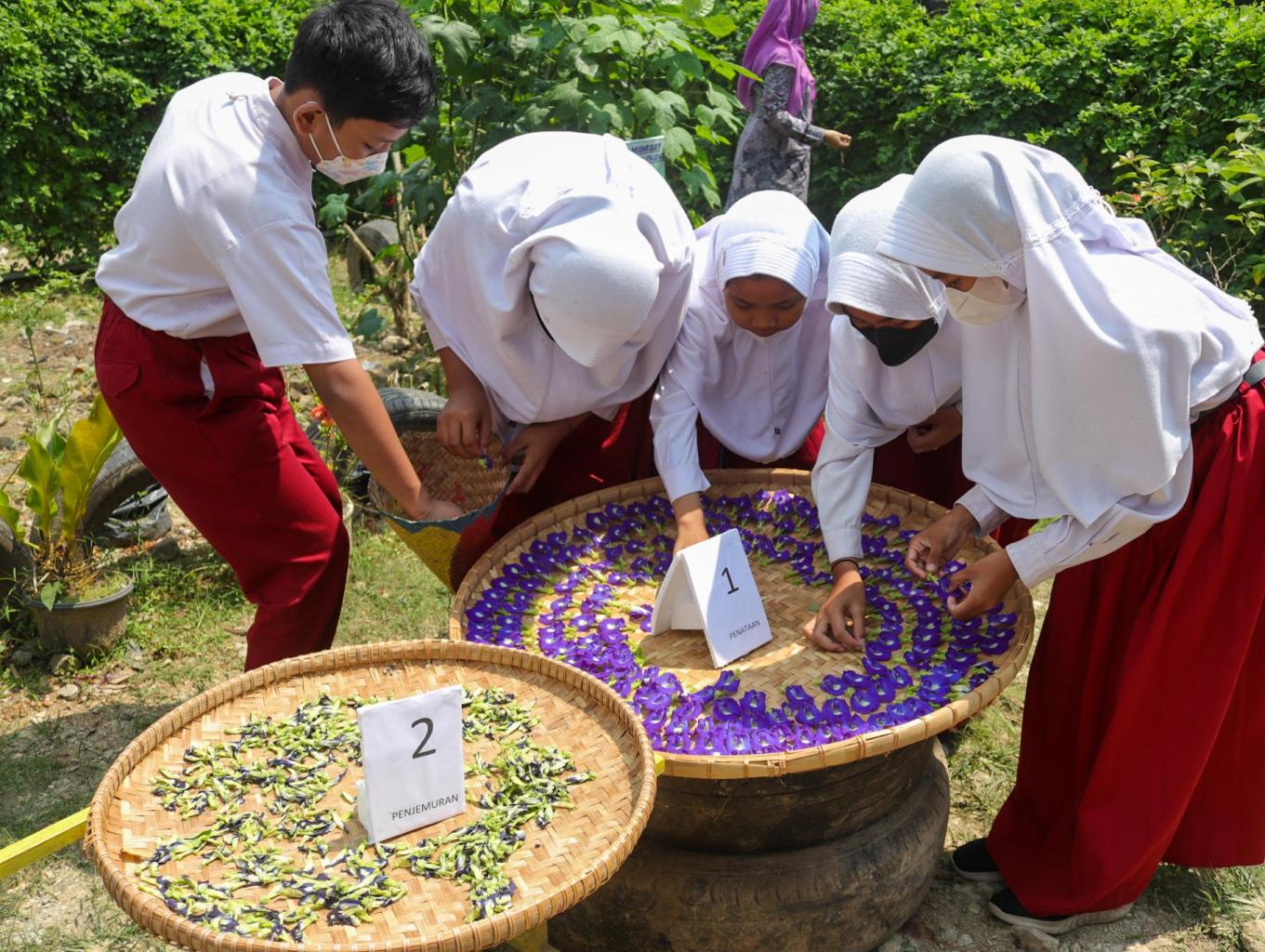 Edukasi Pembuatan Teh Telangsa
