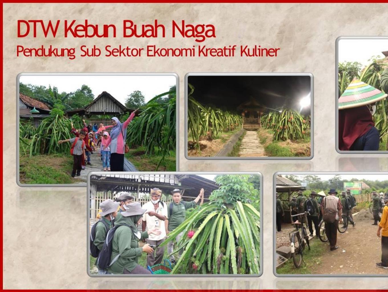 Petik Buah Naga