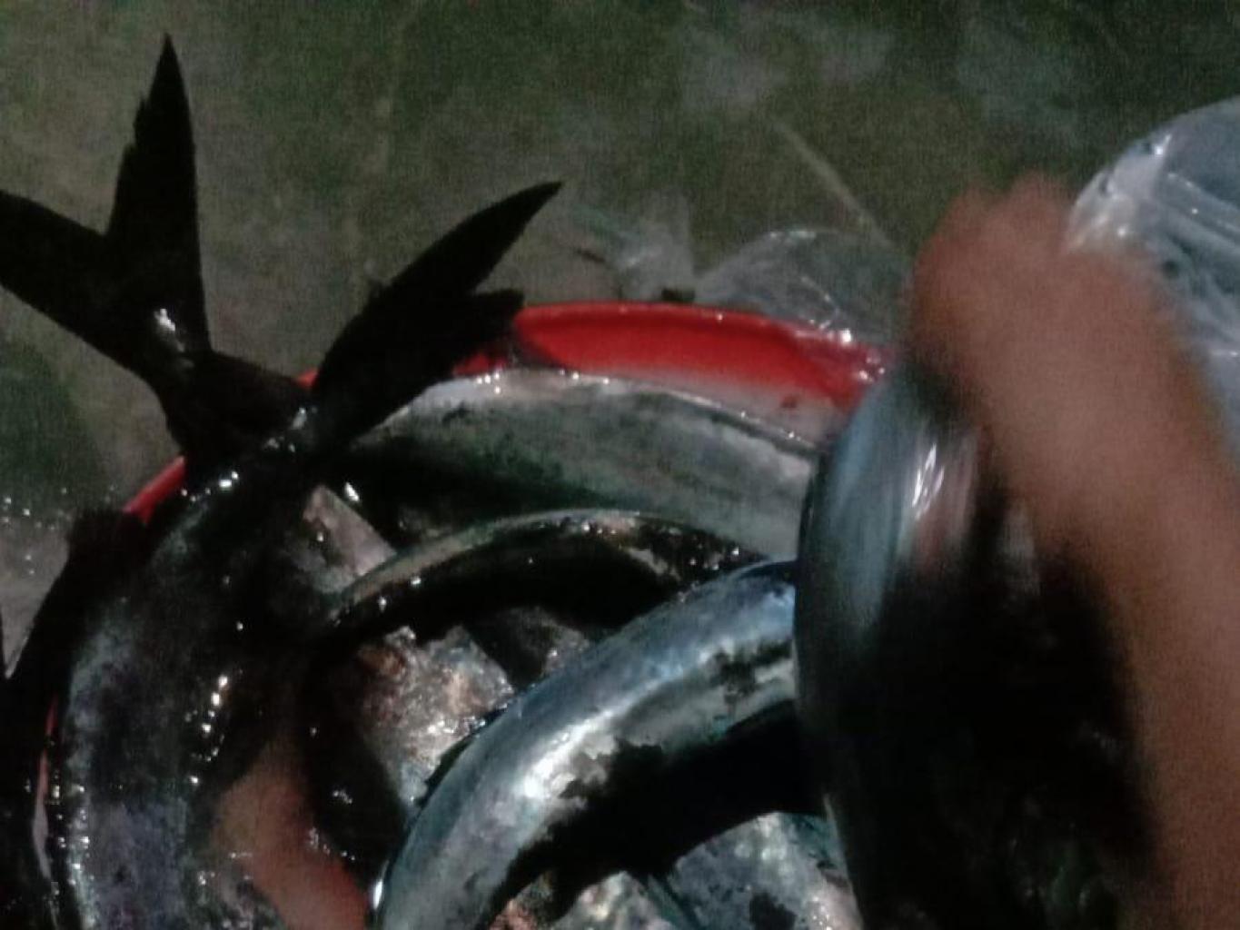 Ikan Ambu