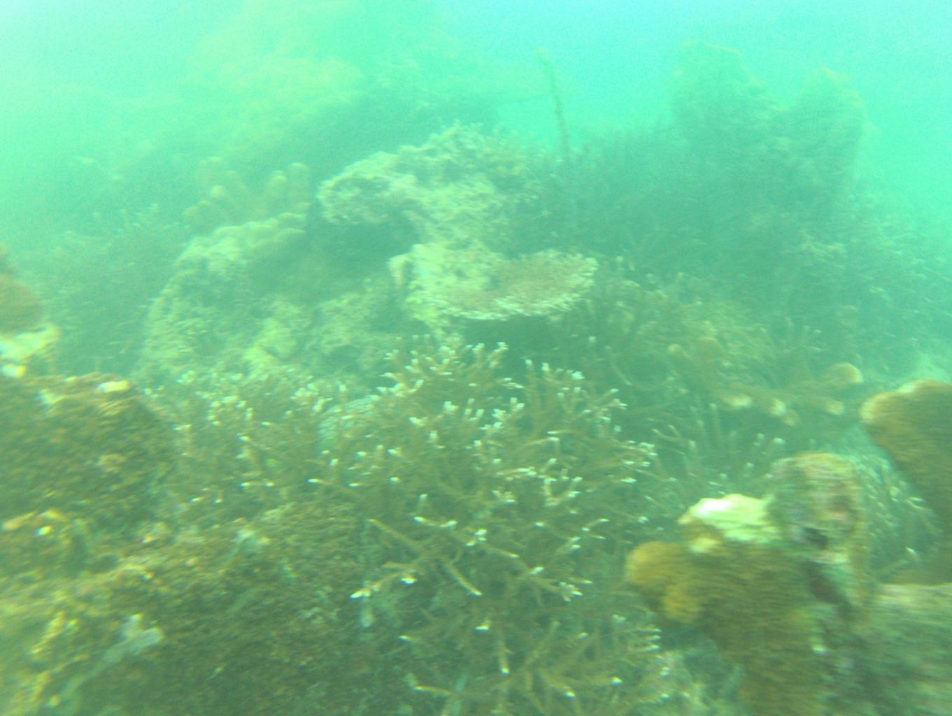 Terumbu Karang Tarapuli 