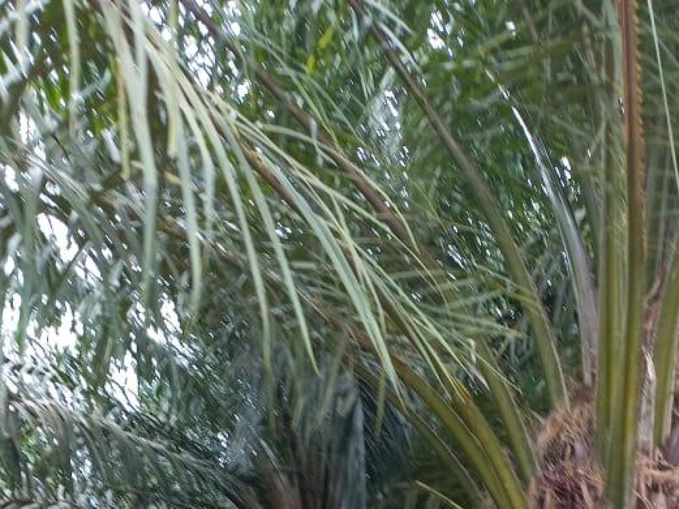 Paket Keliling Kebun Desa Tanah Kuning 