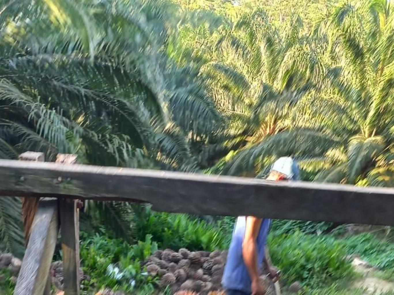 Paket 1 hari belajar Kebun Kelapa Sawit KSU Mega Buana 