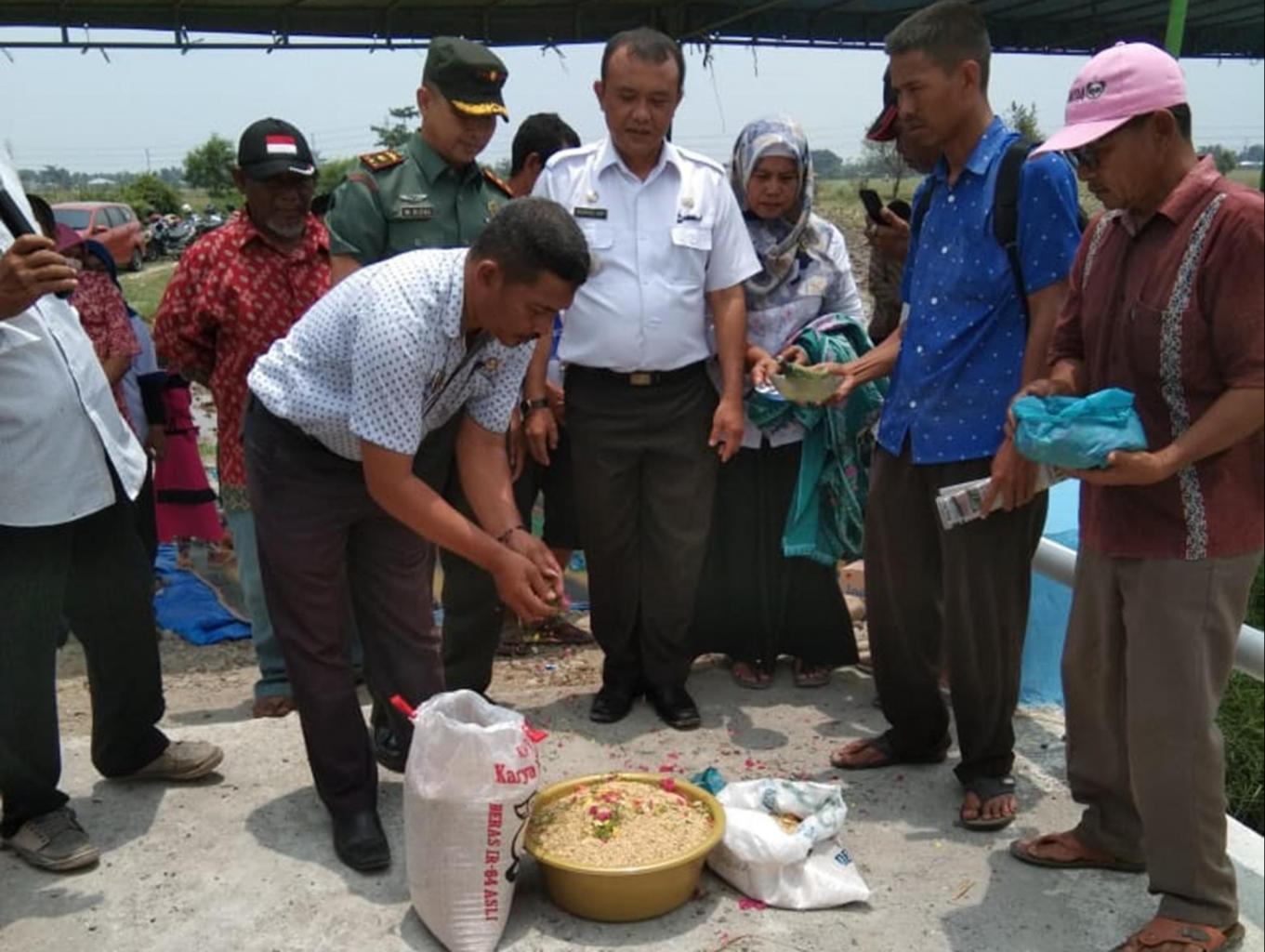 Tepung Tawar Benih