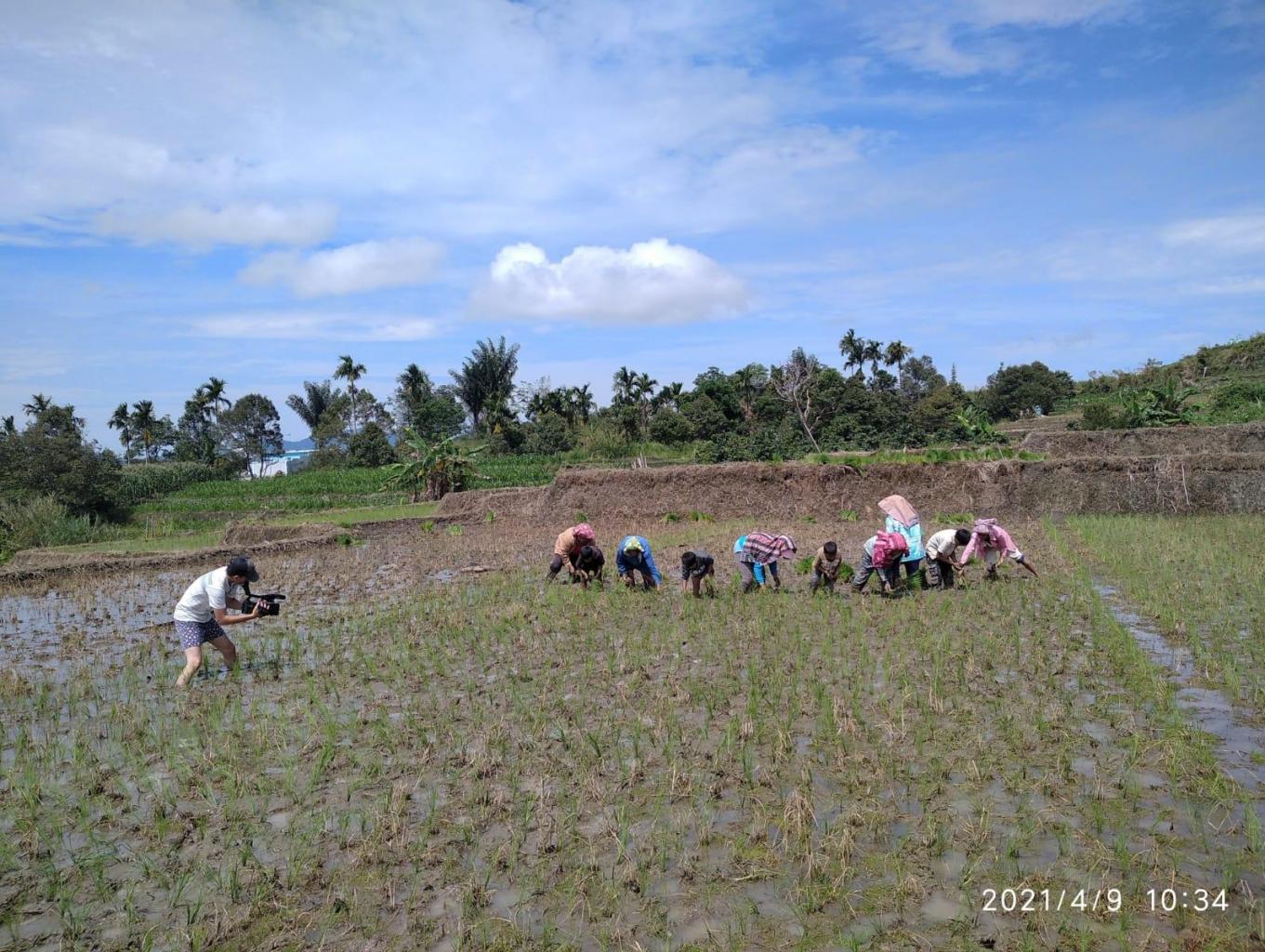 Atarksi Menanam Padi