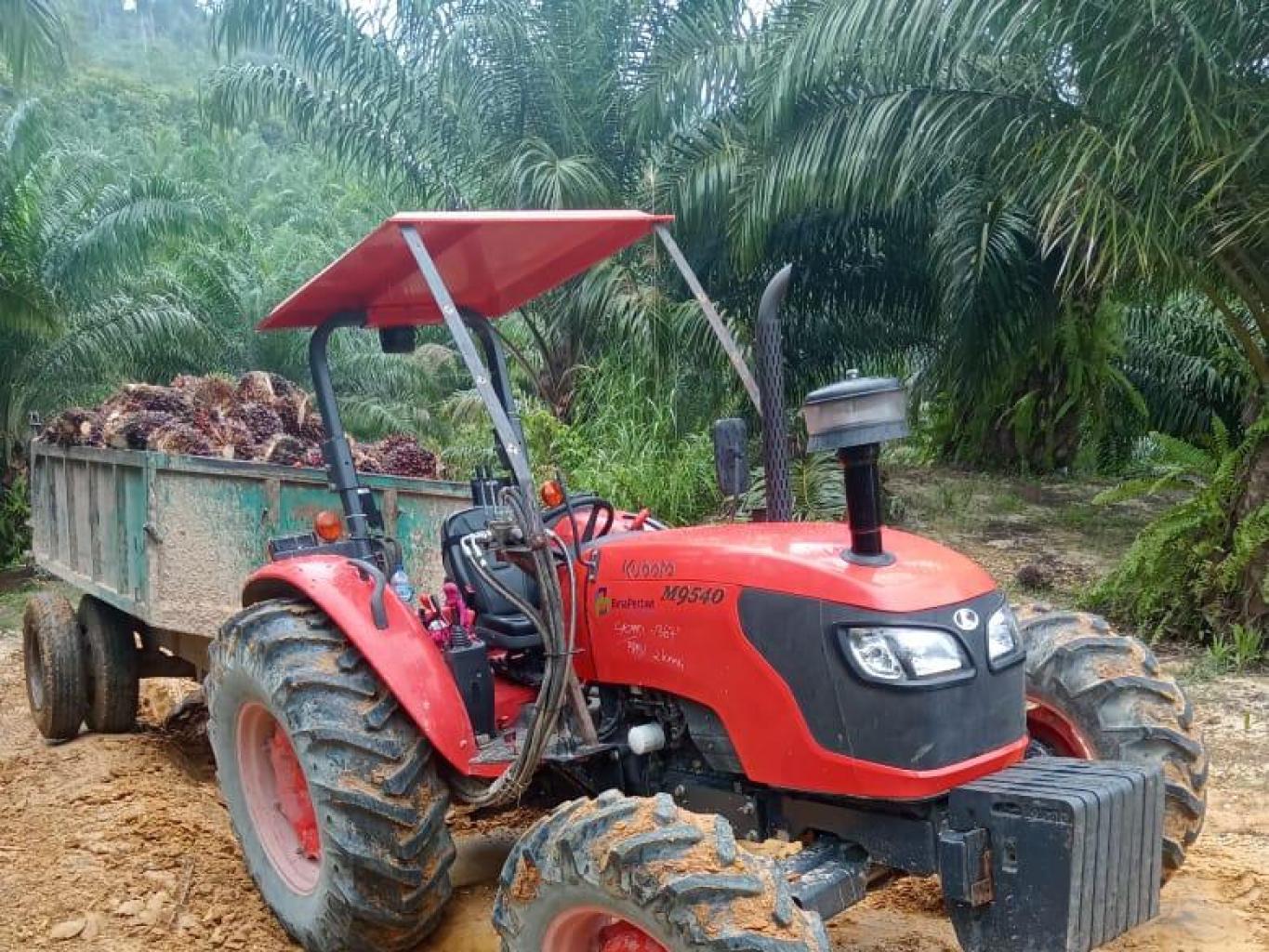 Kebun Kelapa Sawit KSU Mega Buana 