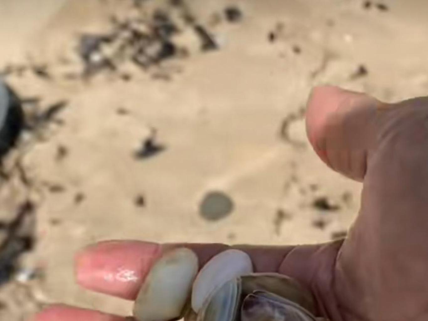 Berburu Kerang Akai Akai di Pantai 