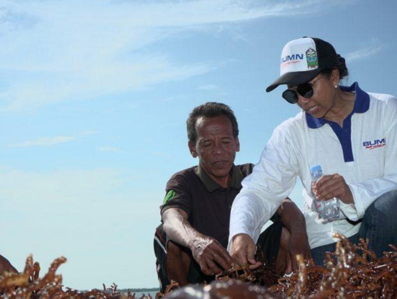 Budidaya dan olahan rumput laut