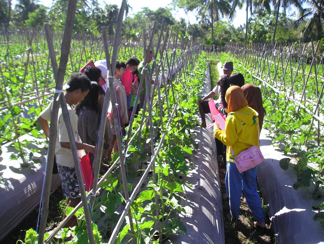 Belajar tentang tanaman sayur dan palawija