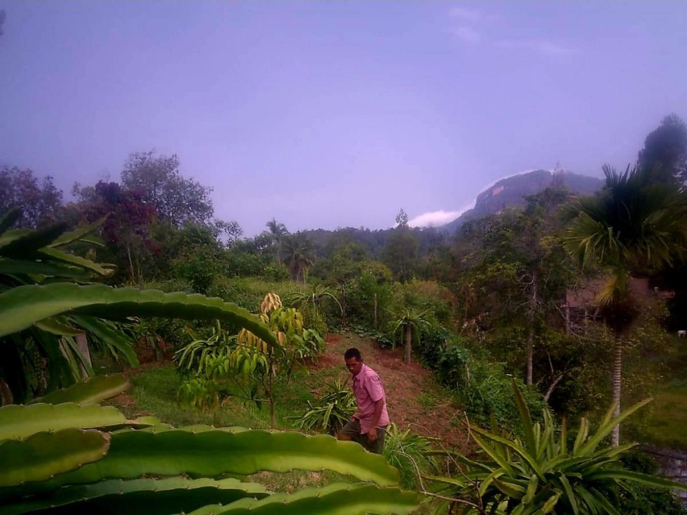 Agro Wisata Kebun Naga 