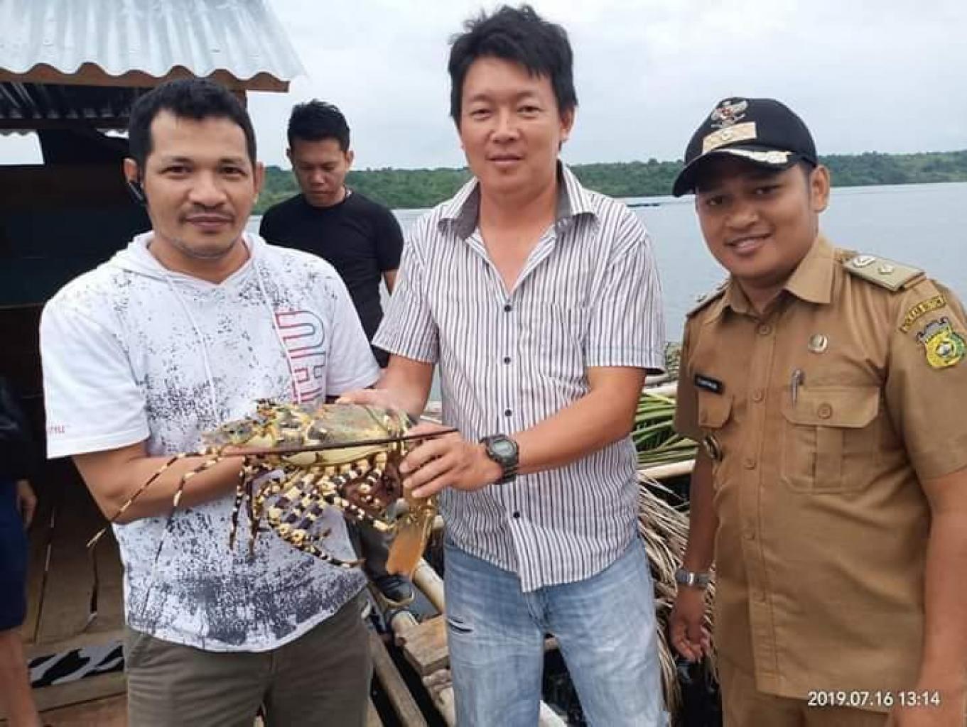 Budidaya ikan Bobara dan Lobster