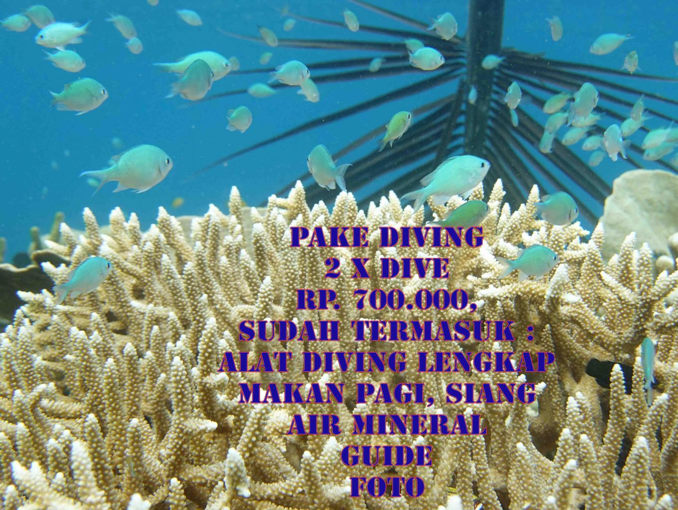Paket Diving