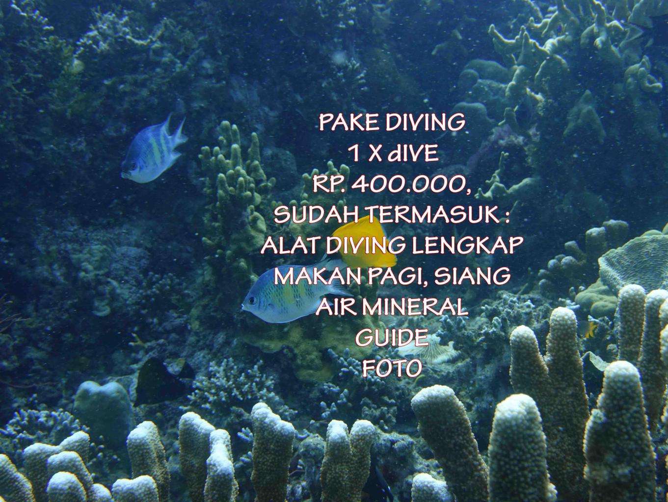 Paket Diving 2