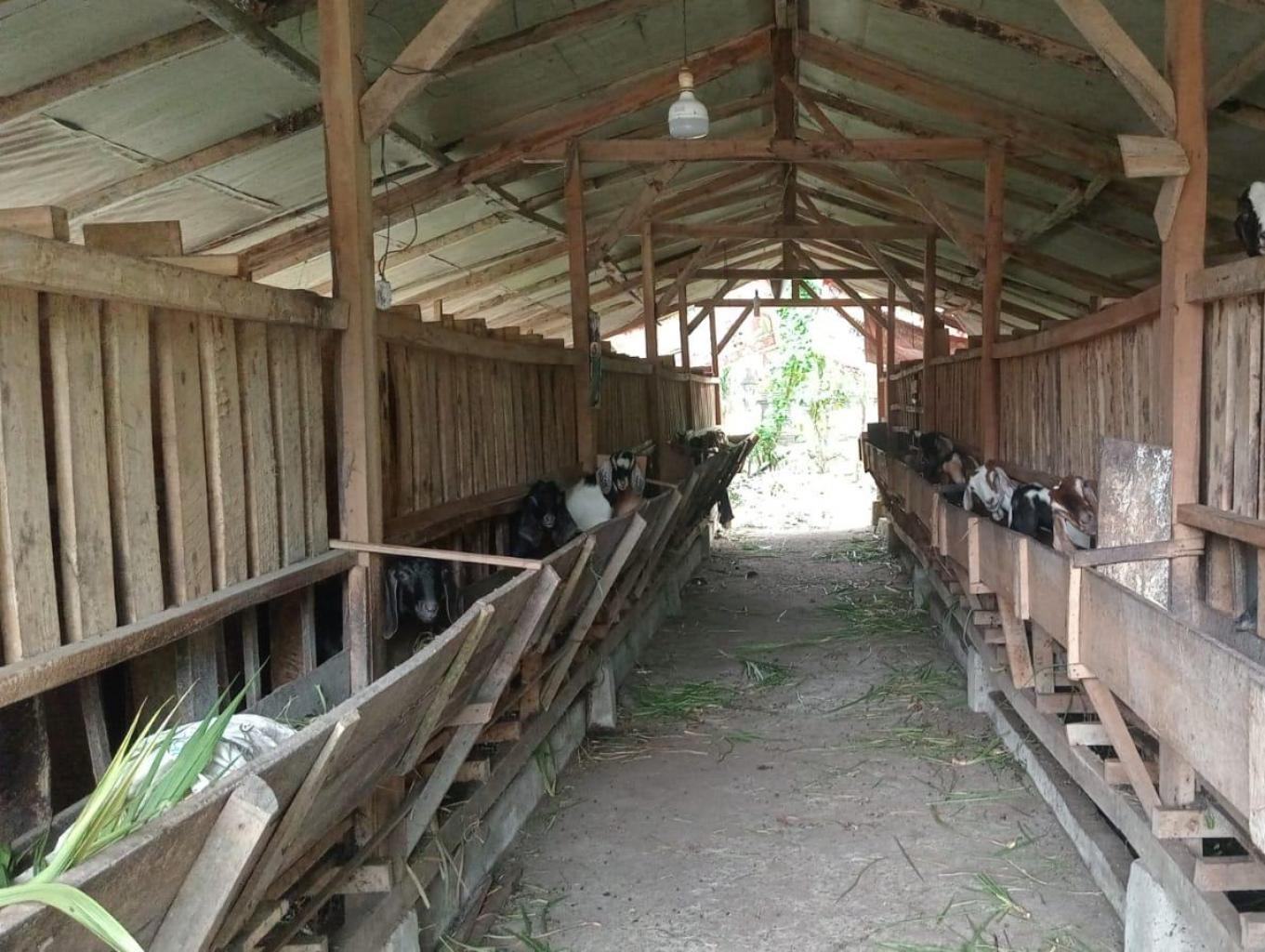 kelompok ternak maju bersama dan kelompok ternak modern