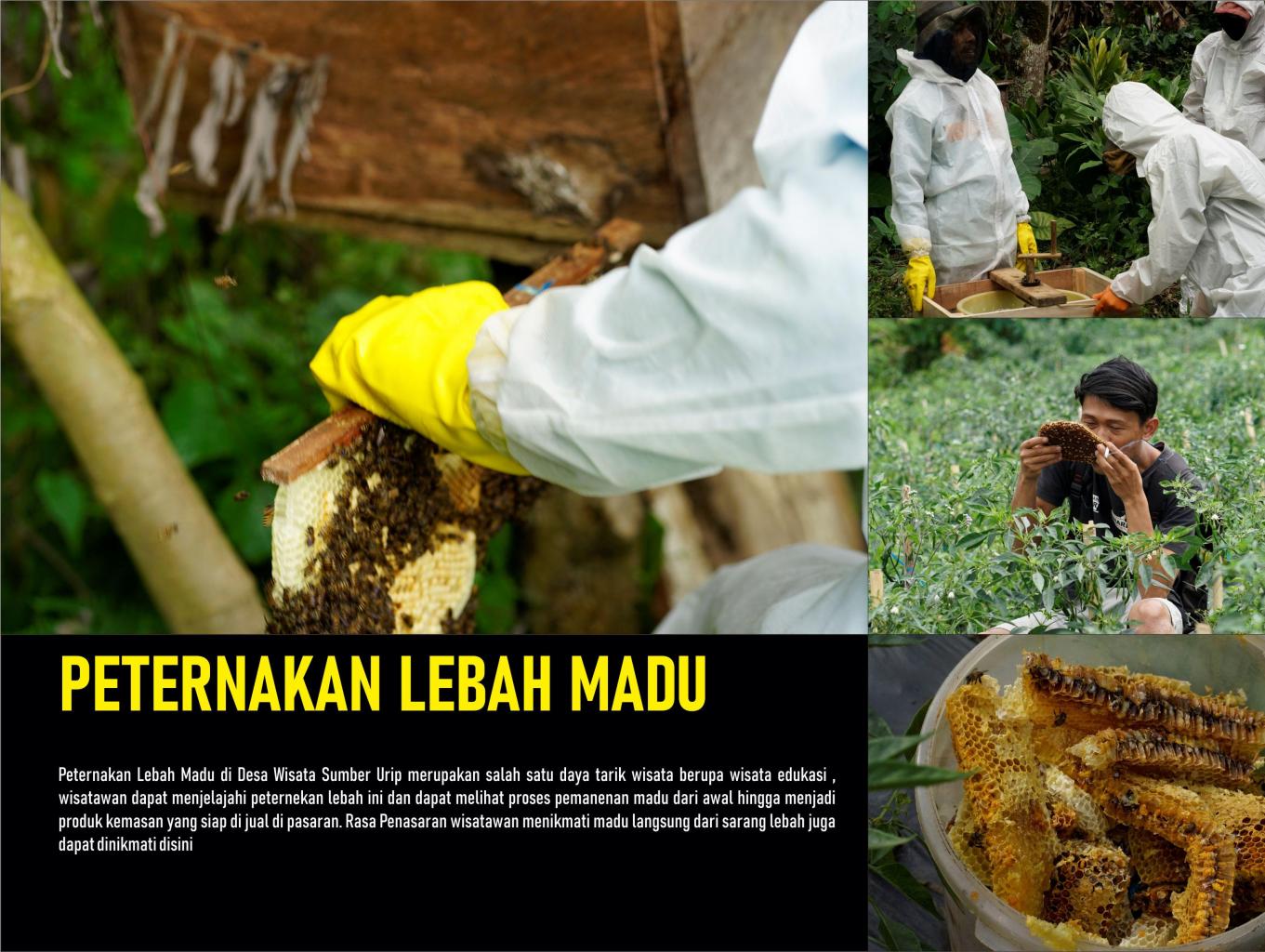 Peternakan Lebah Madu