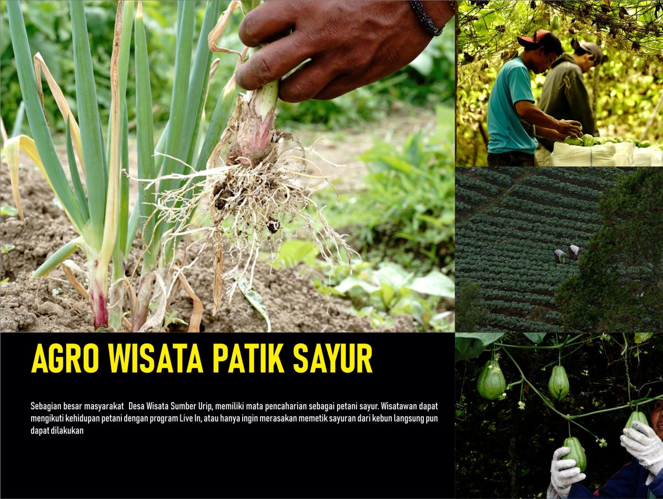 Agro Wisata Petik Sayur