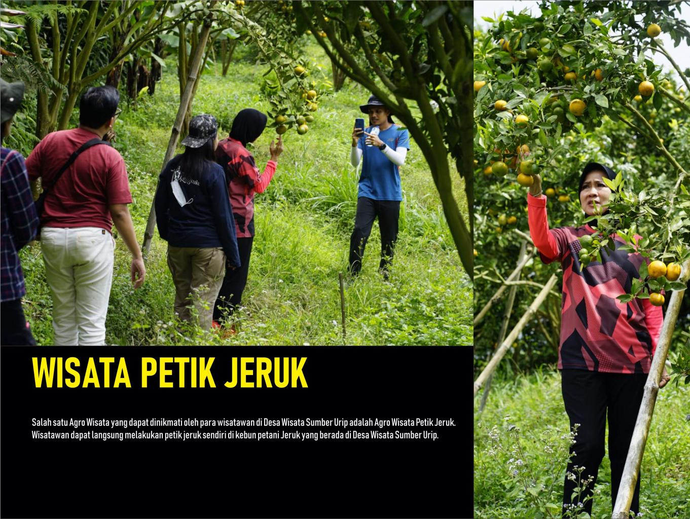 Agro Wisata Petik Jeruk