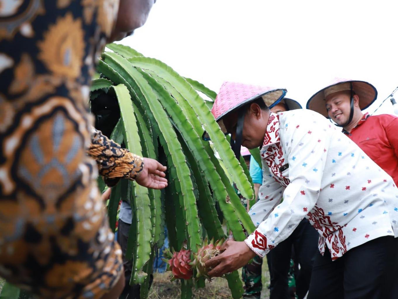 Petik Buah Naga Mandiri 