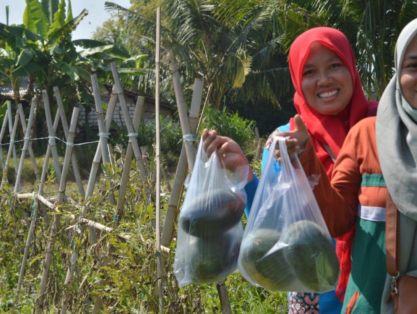 Petik Buah 