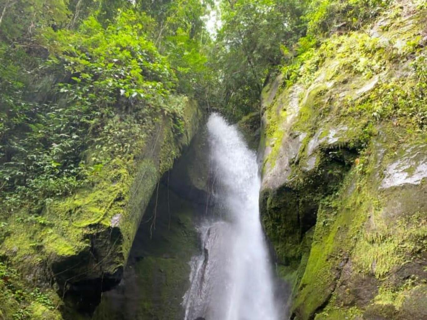 mutiara bird sahandangrumang