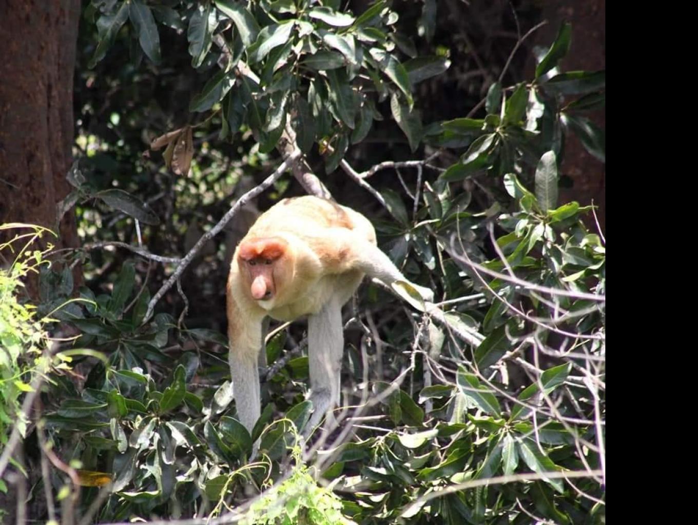 BEKANTAN ( Monyet Belanda )