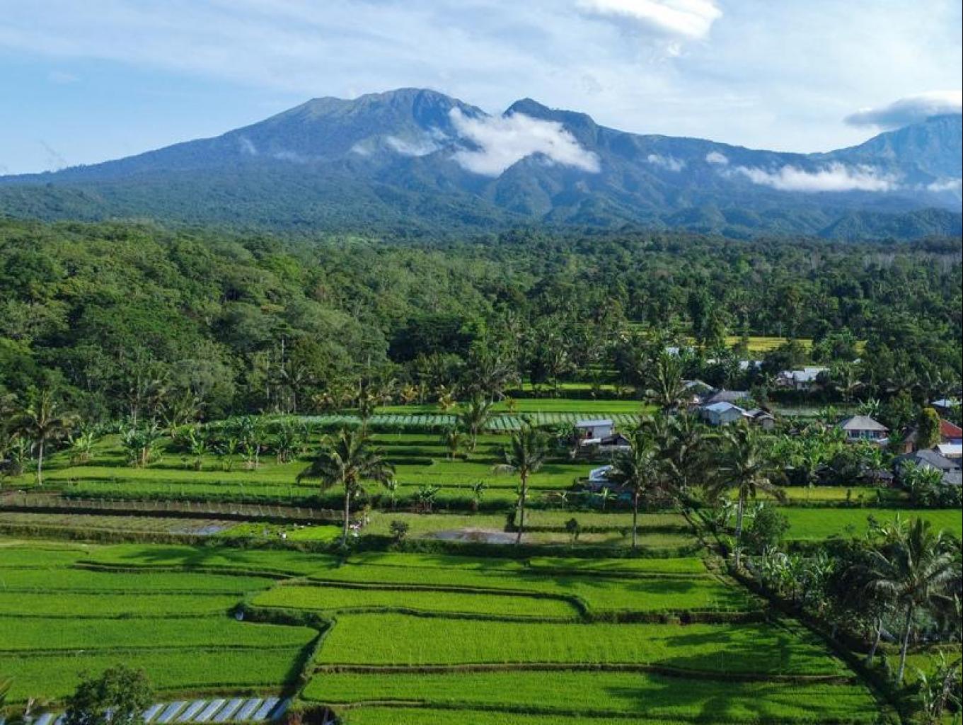 Jeruk Manis