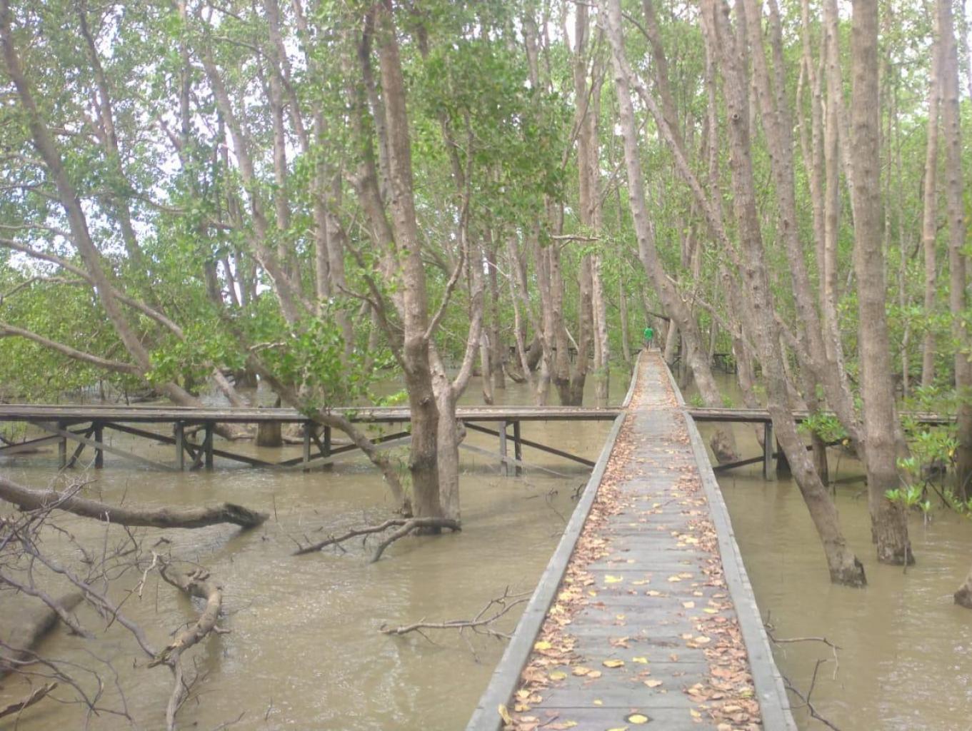  Hutan Mangrove