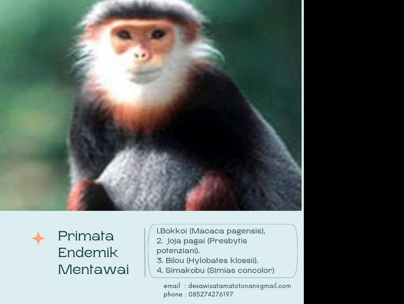 Primati Endemik mentawai