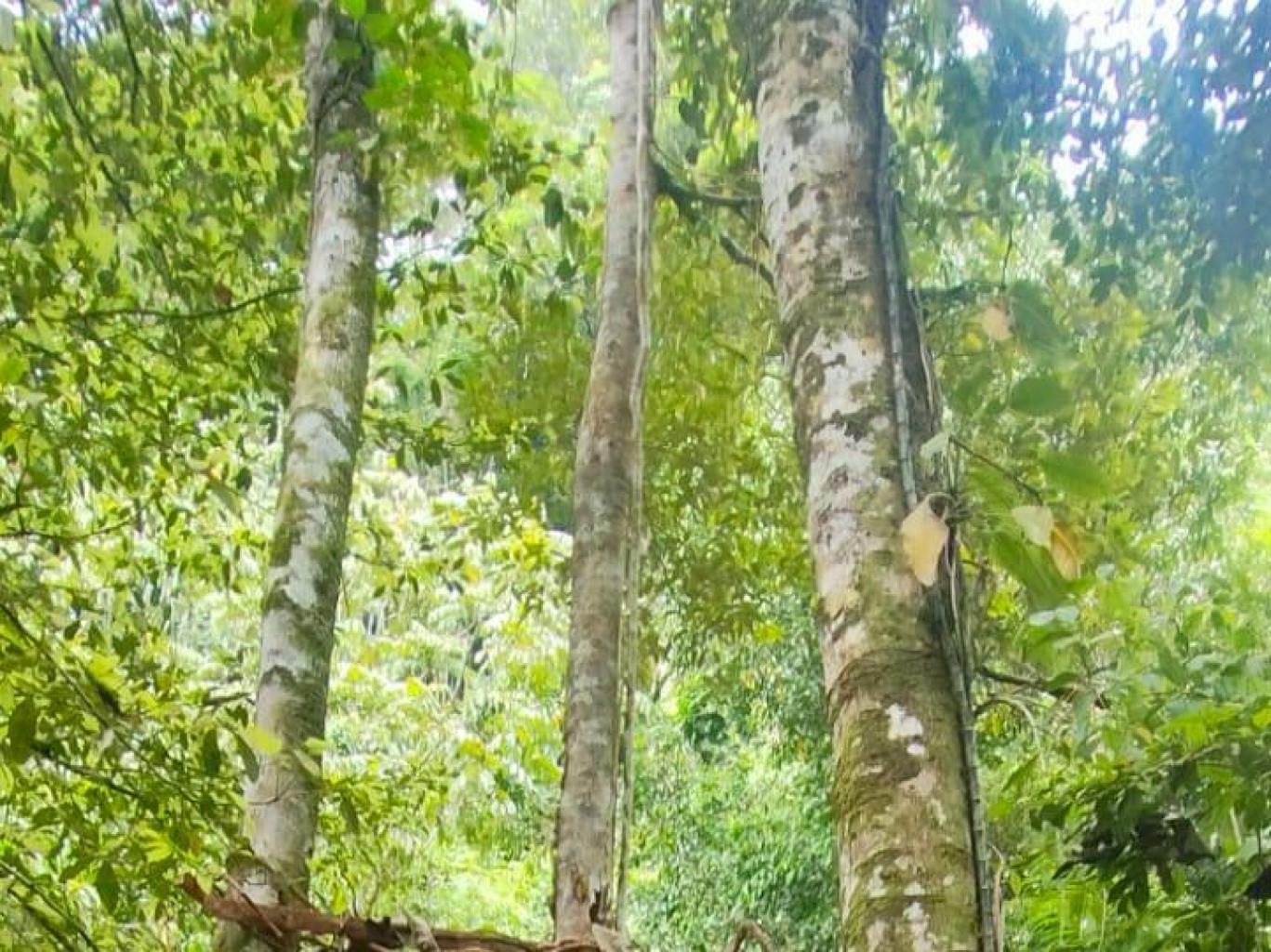 Sarsah Silasung Sandaran Cinto