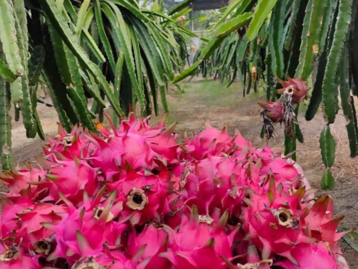 Buah Naga Organik 