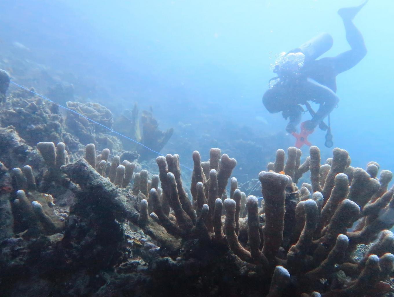 Paket Diving
