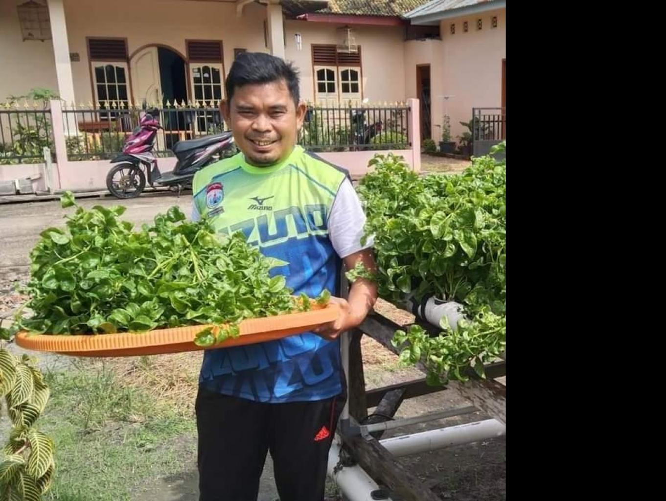 TANAMAN HIDROPONIK