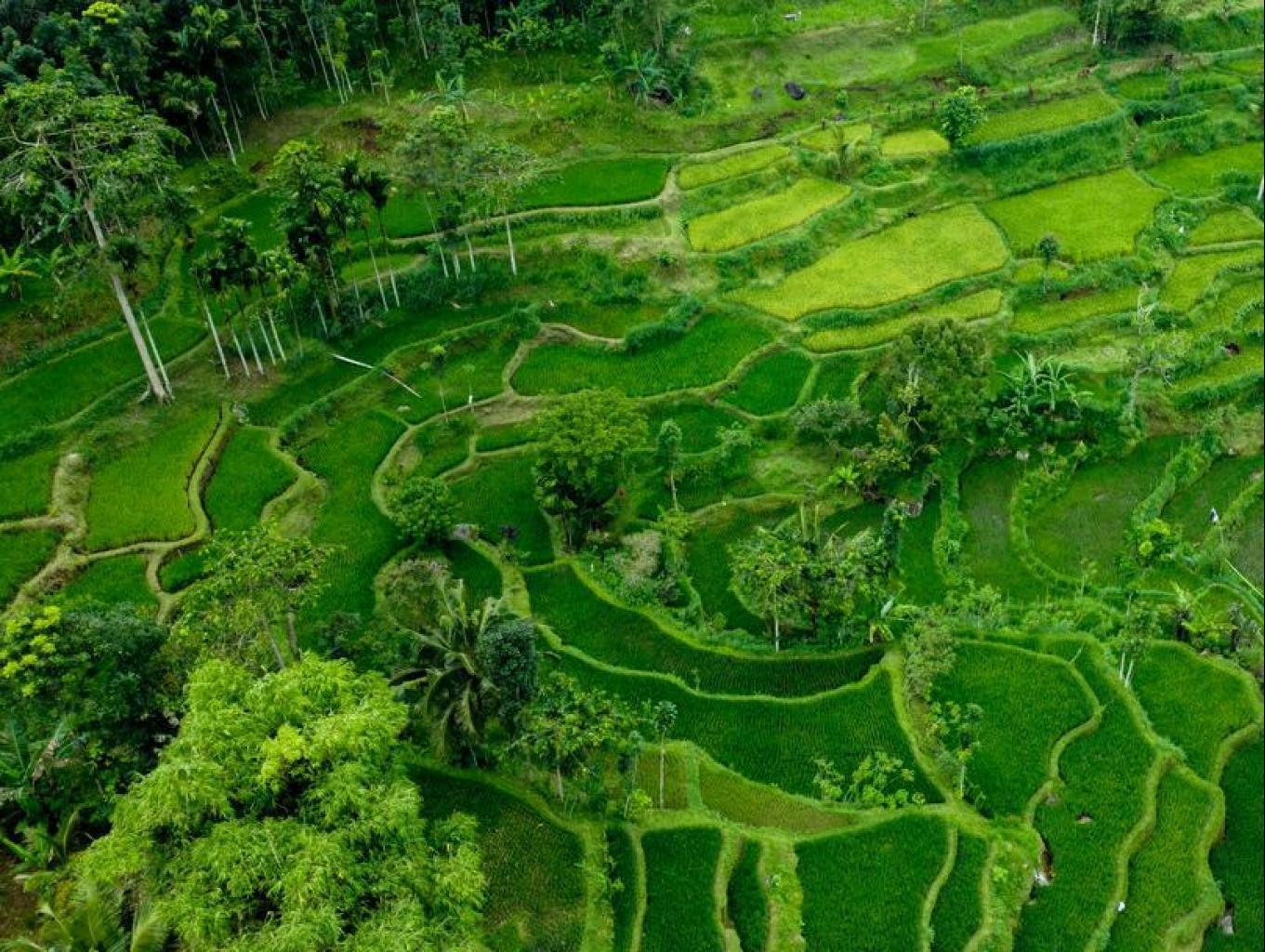 sawah terasering