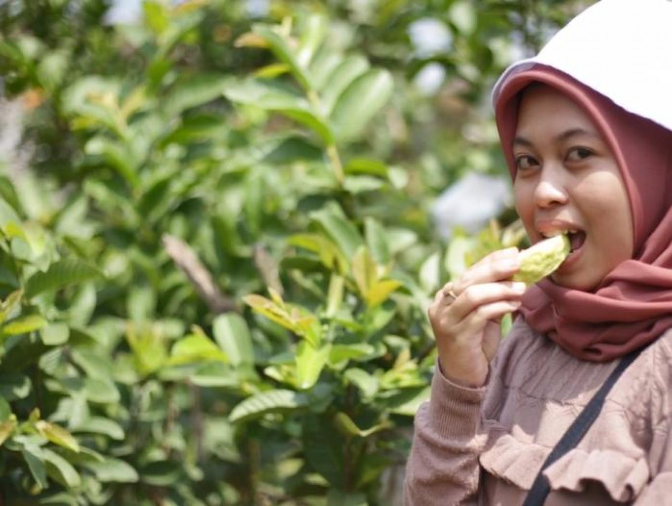 petik jambu