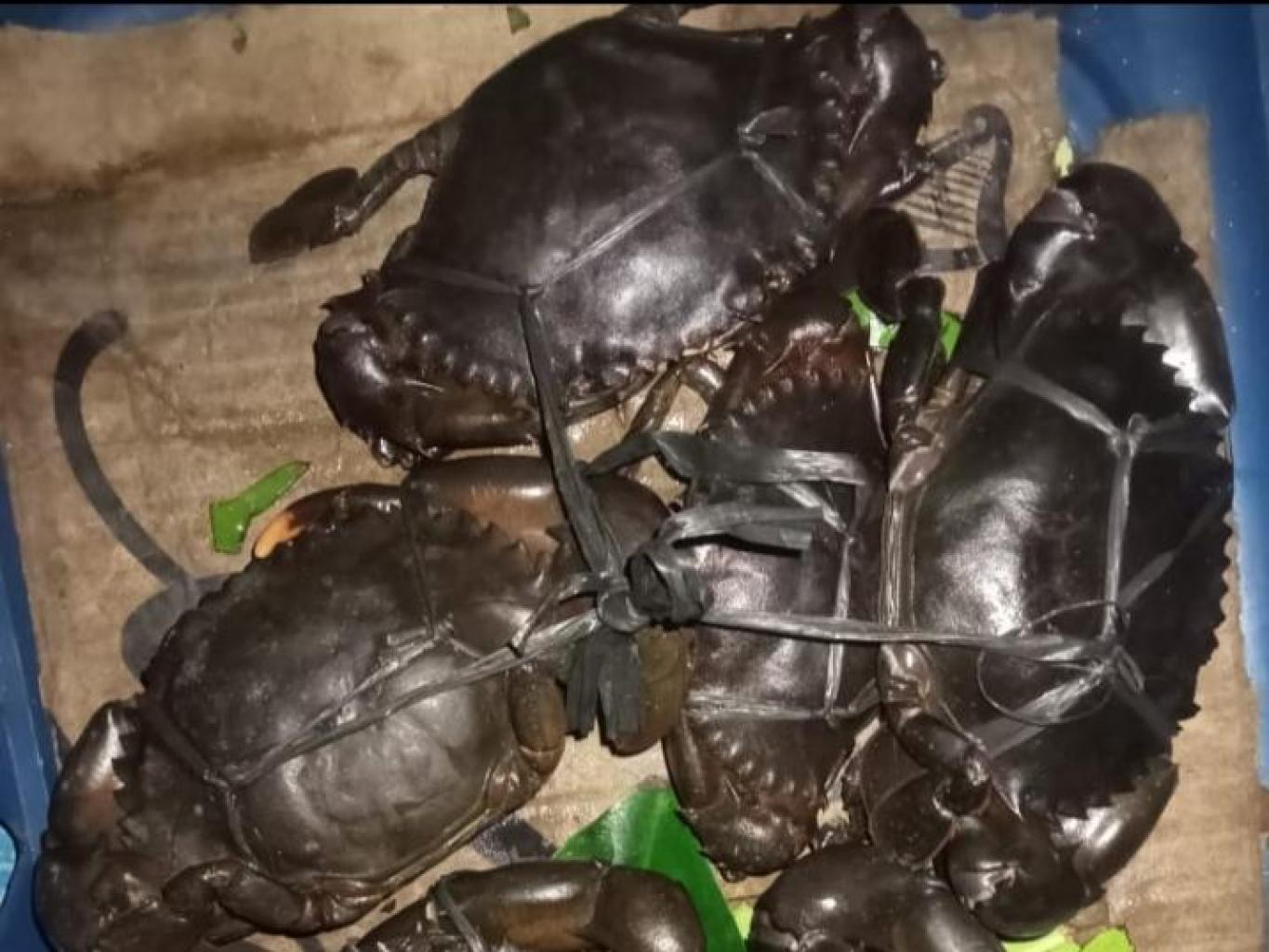 Bungka (Kepiting Bakau) 