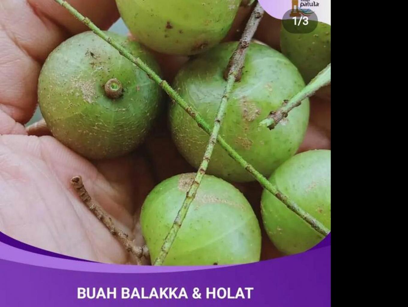BALAKKA (ANGGUR PADANG BOLAK )