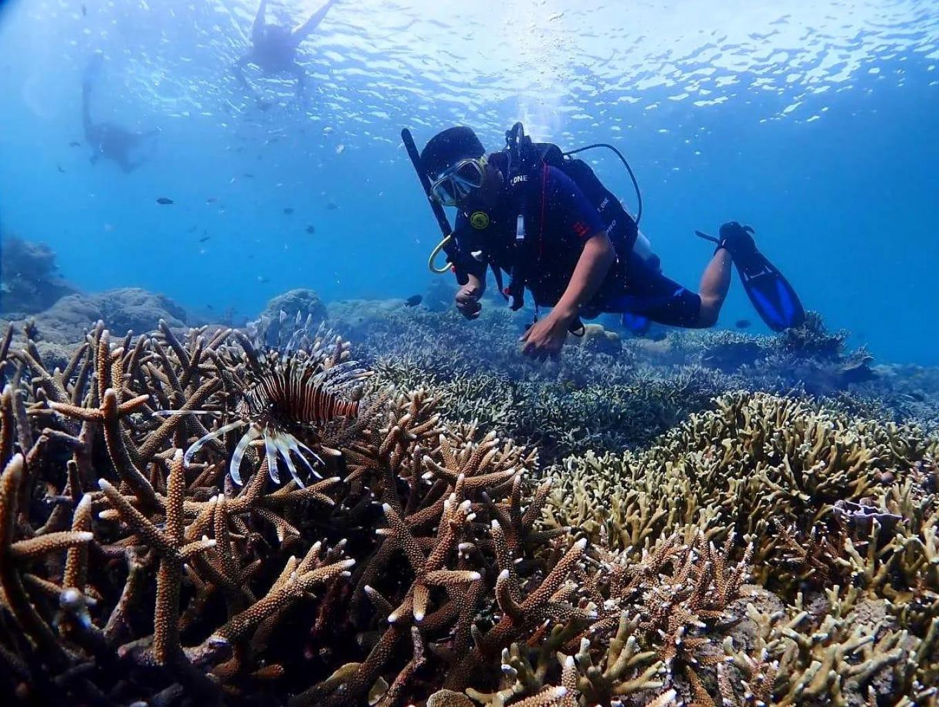 Wisata minat khusus diving