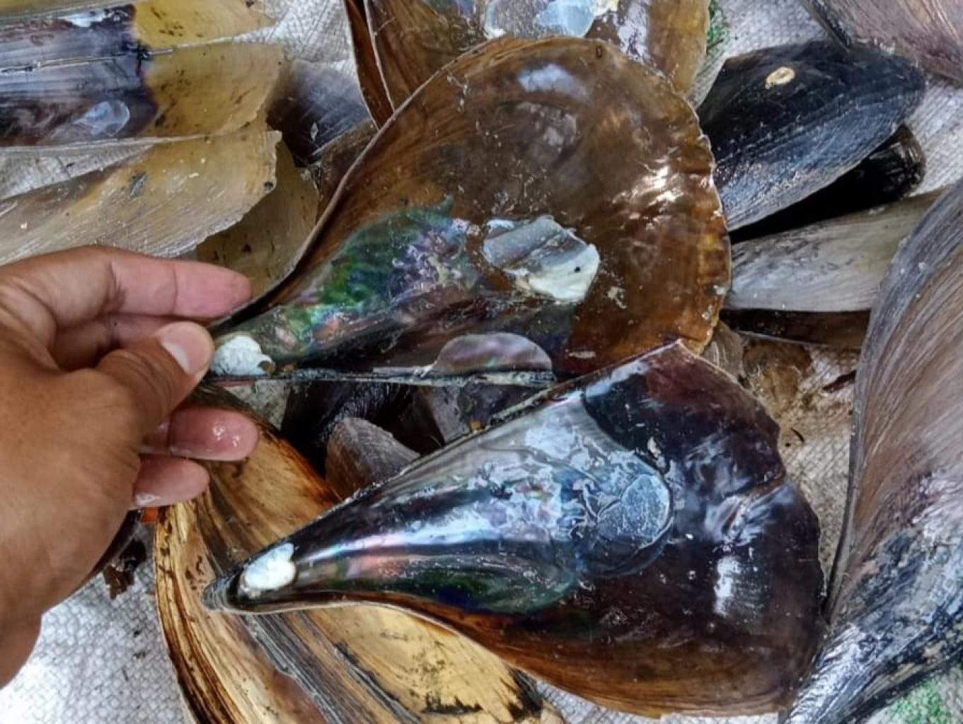 Edukasi Tembeliung (Giant Mussels) Jawai