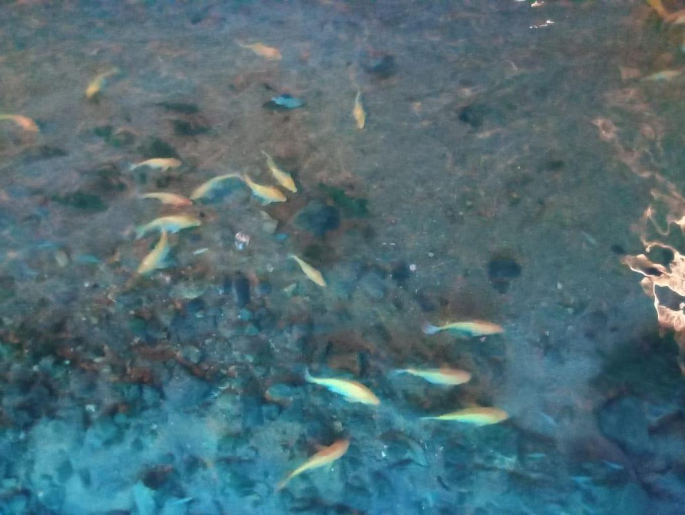 Pemancingan ikan 