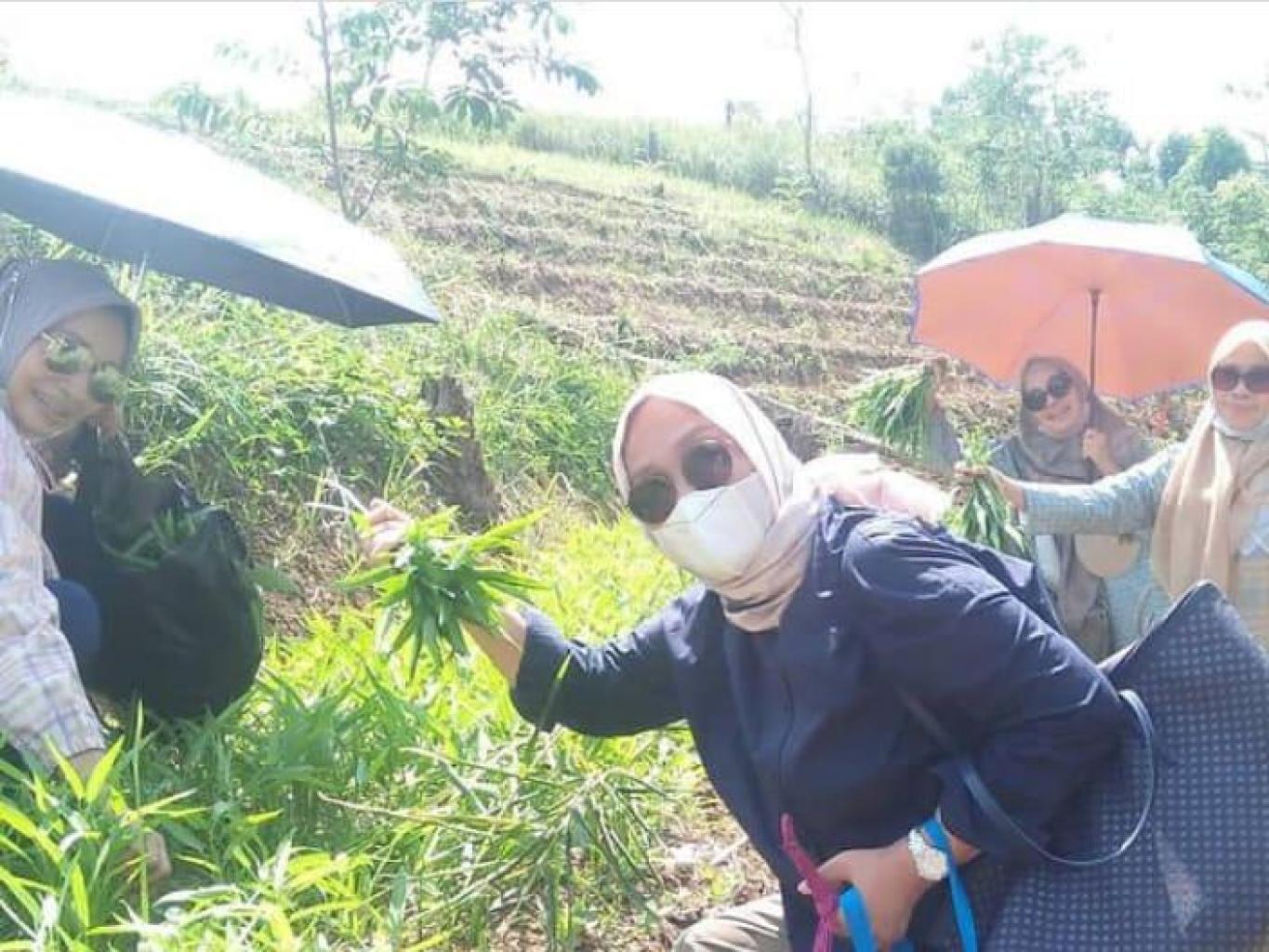 Panen sayur dengan perlakuan Organik