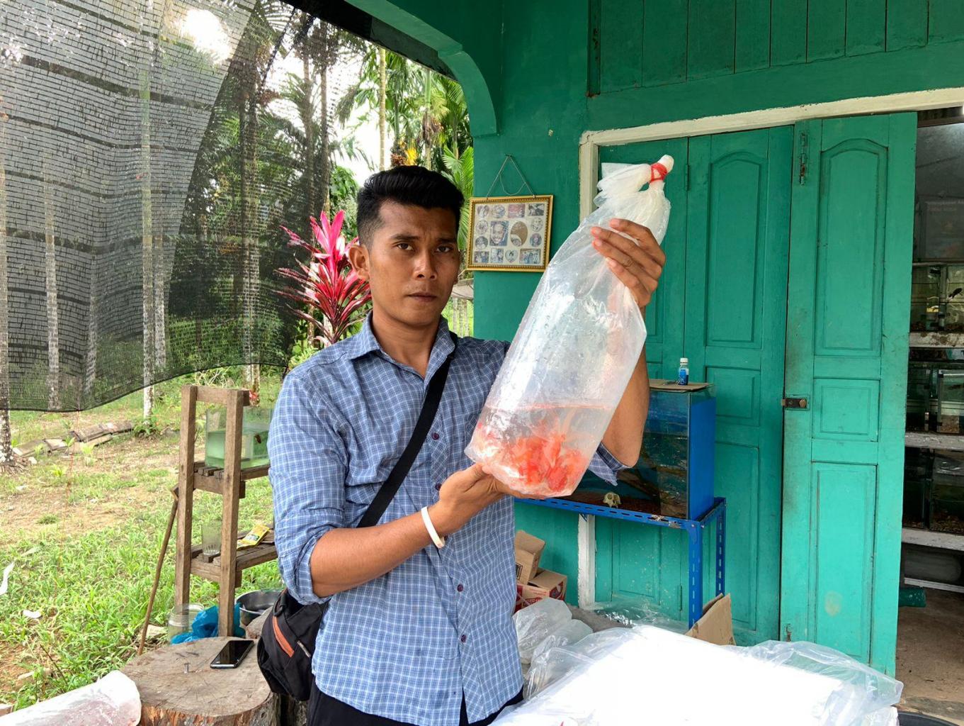 BUDIDAYA IKAN HIAS