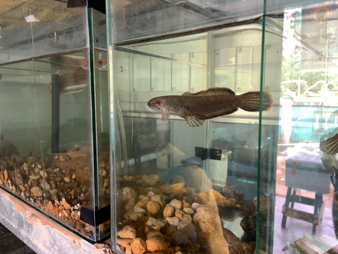IKAN HIAS CANNA LIMBATA