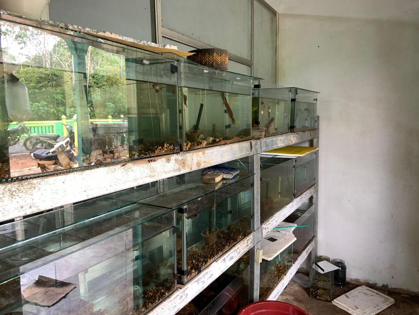 IKAN HIAS KHAS ASLI DESA WISATA RESUN