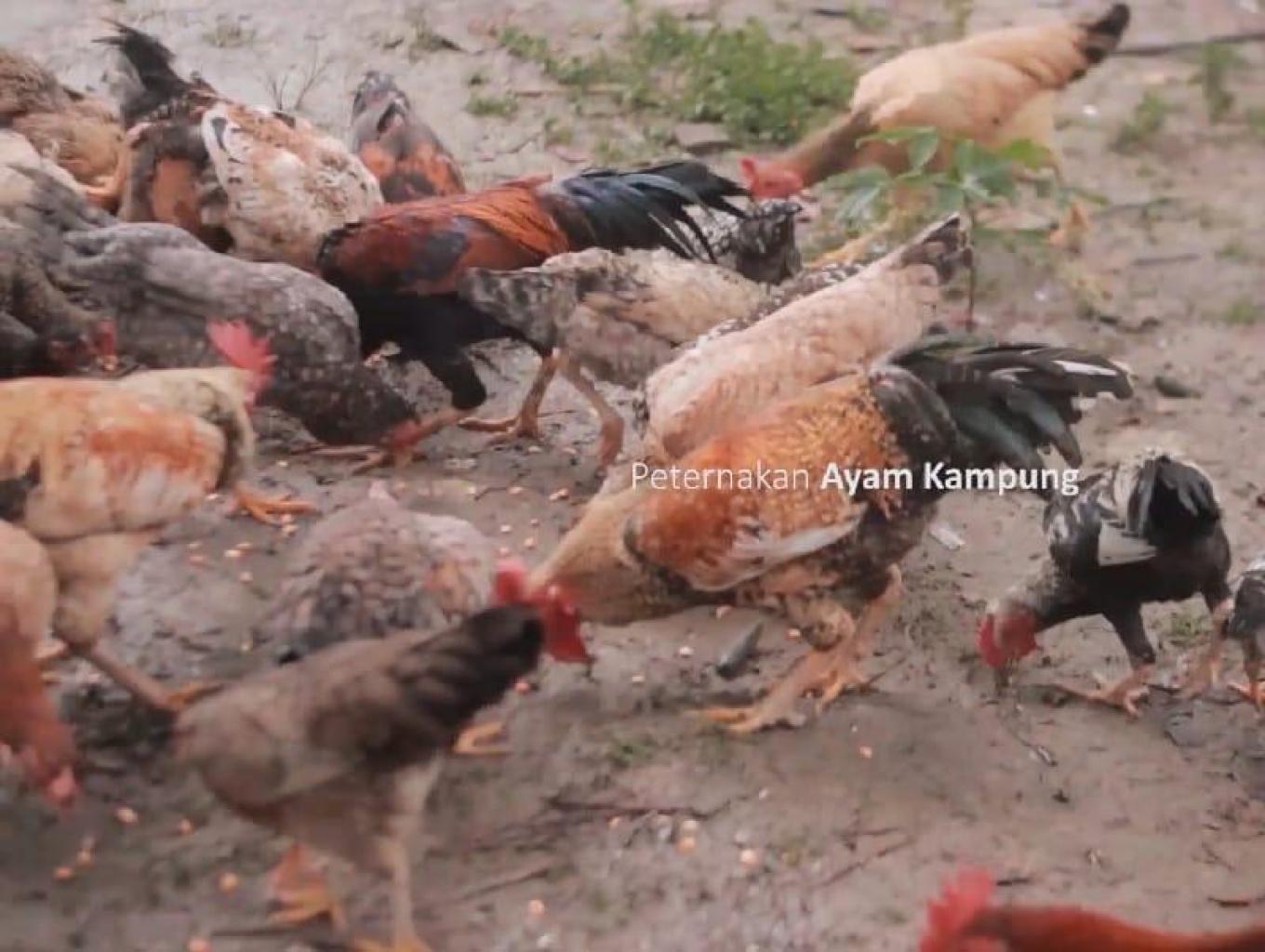AYAM KAMPUNG