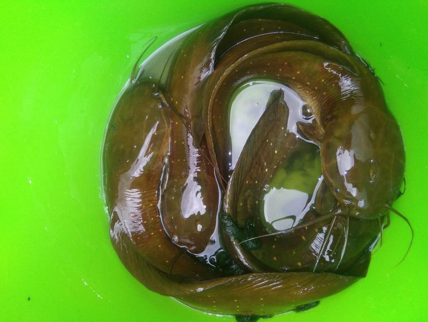 IKAN KELLI HUTAN HIDUP