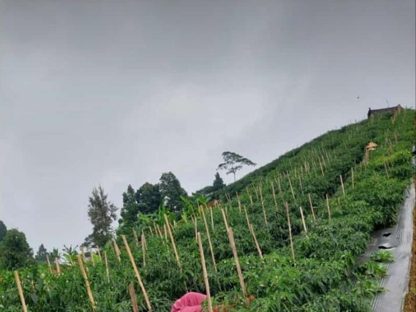 Panen Sayuran di Gunung Kendeng