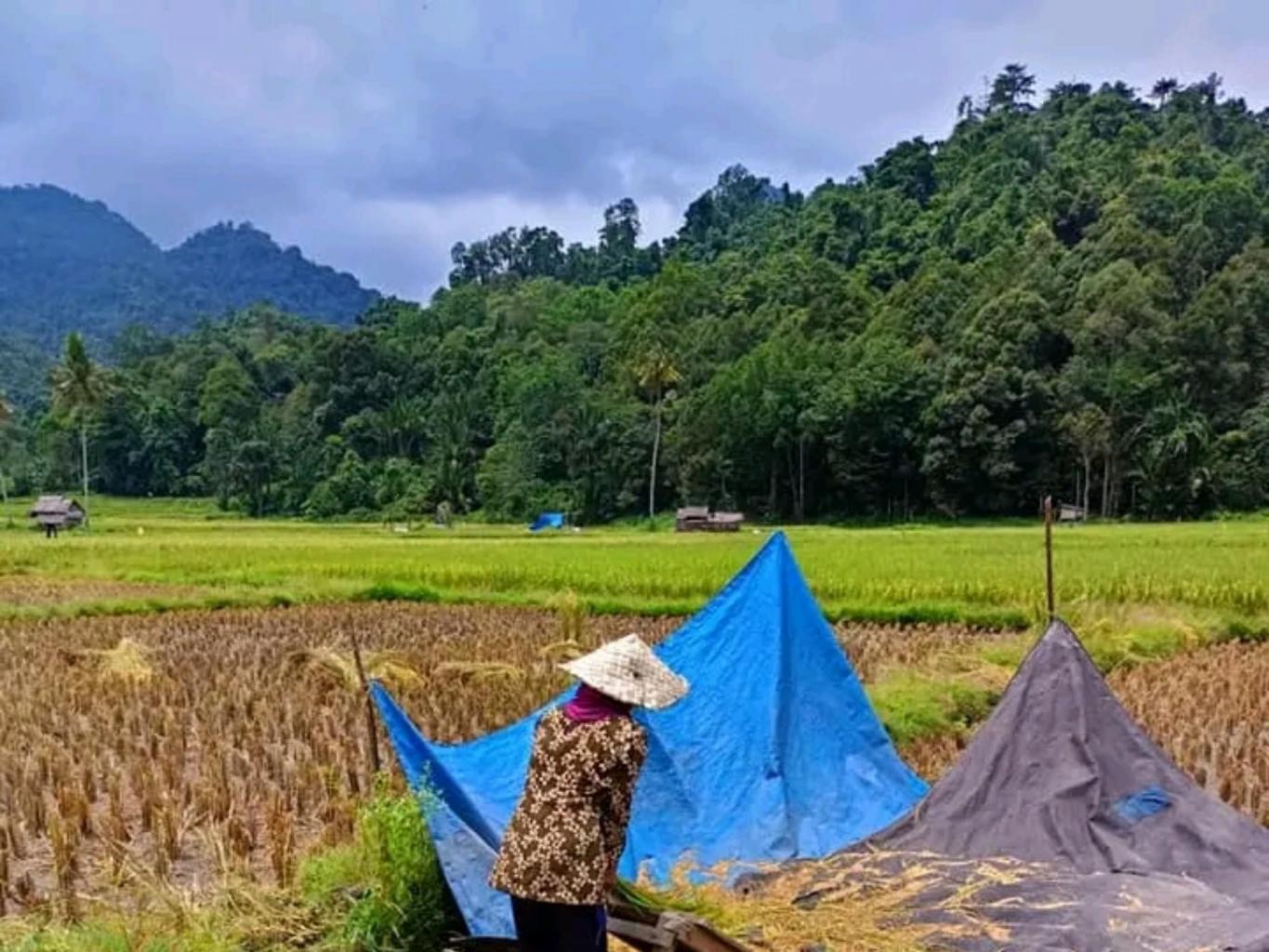 MASSOMBO PARE (PERONTOKAN BUAH PADI)