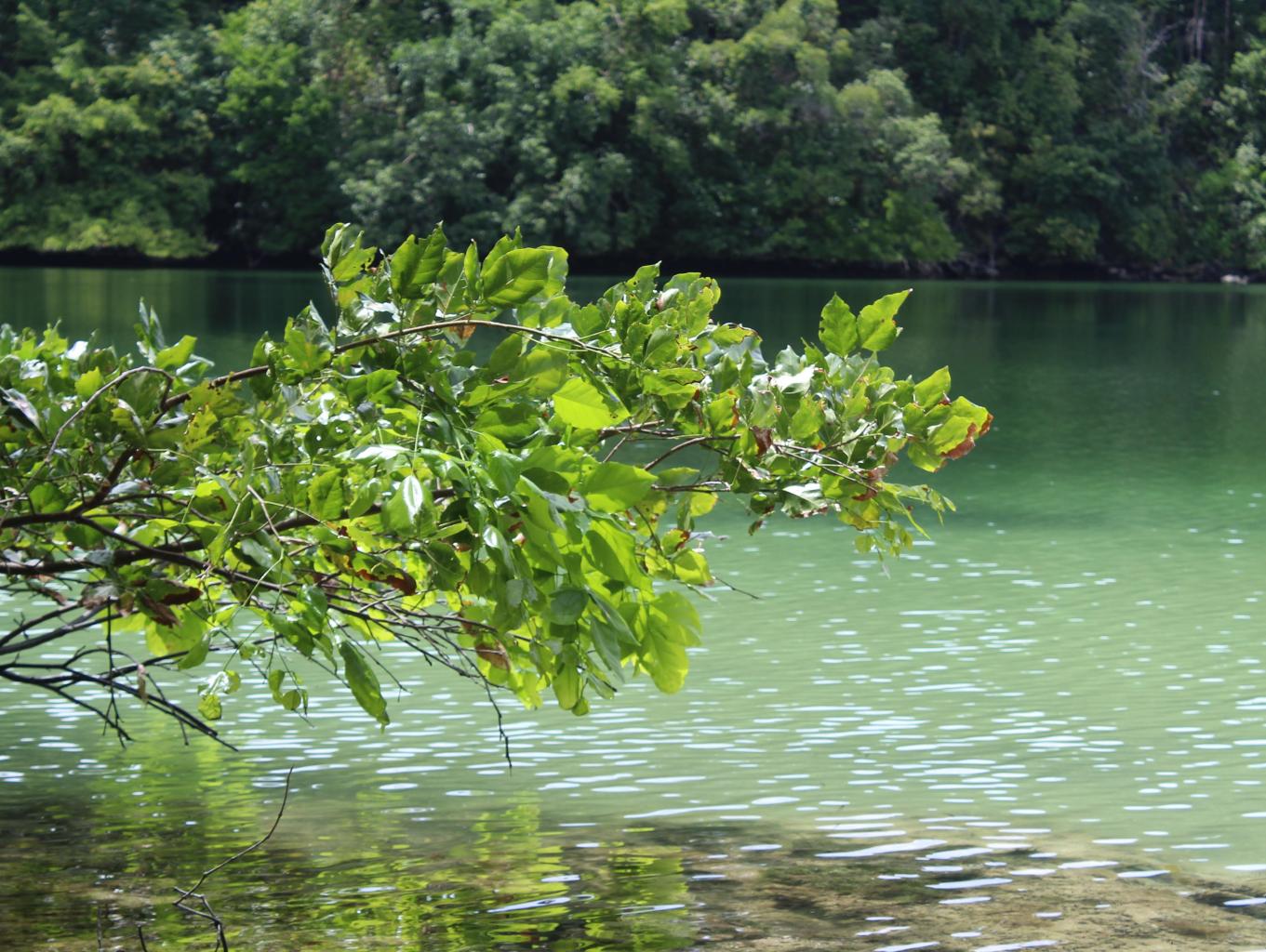 Danau Tana' Bamban