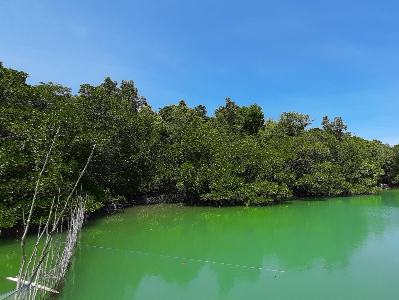 Mangrove Point