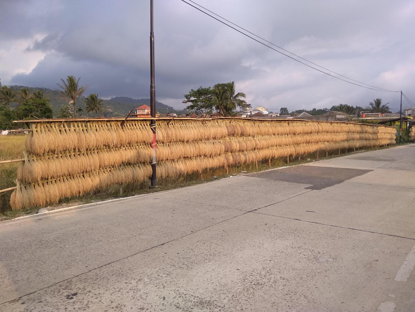 Panen Sawah Tangtu